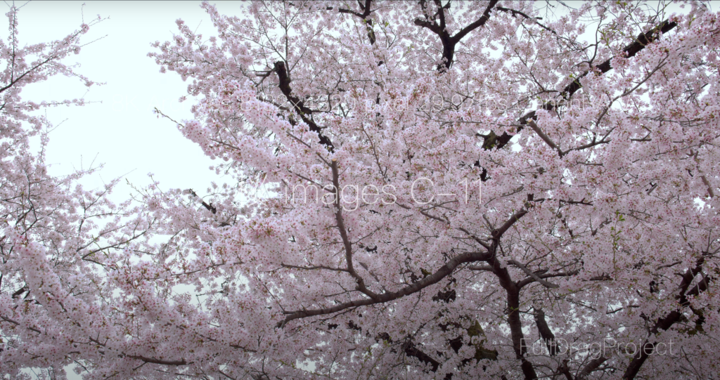Cherry blossom viewing spots in Japan 桜C-11