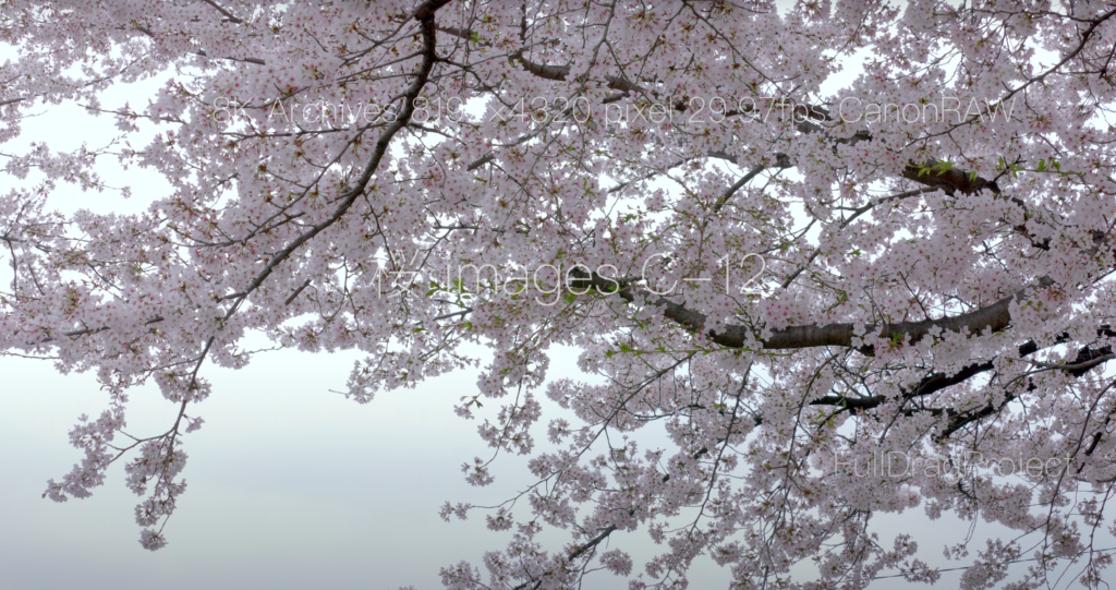 Cherry blossom viewing spots in Japan 桜C-12