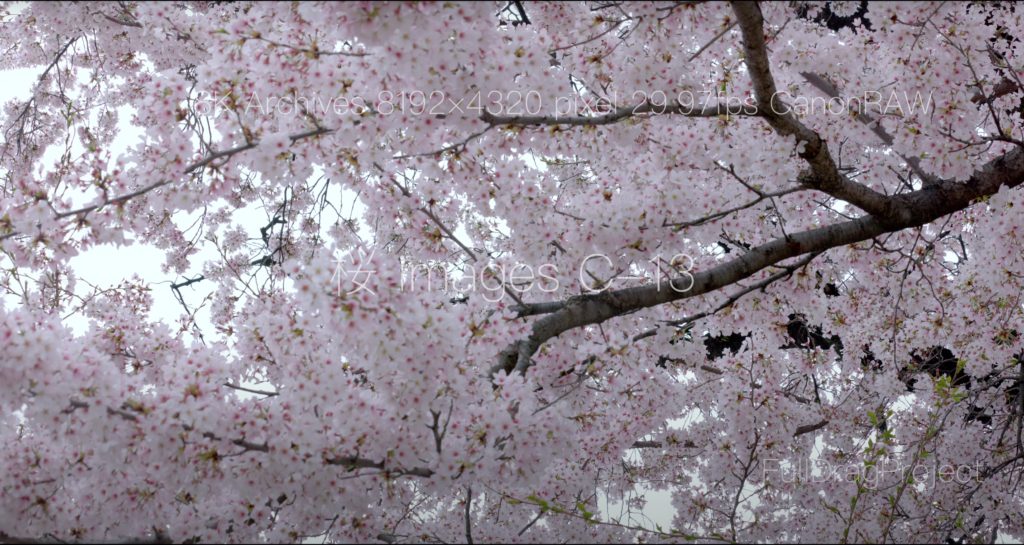 Cherry blossom viewing spots in Japan 桜C-13