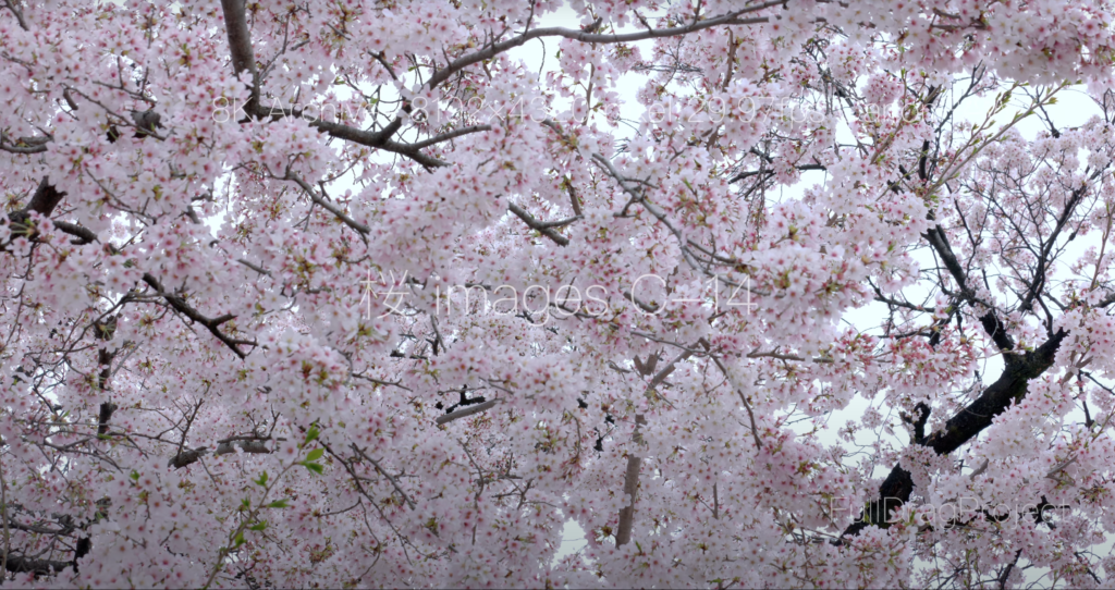 Cherry blossom viewing spots in Japan 桜C-14