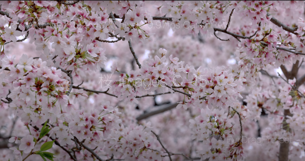Cherry blossom viewing spots in Japan 桜C-15
