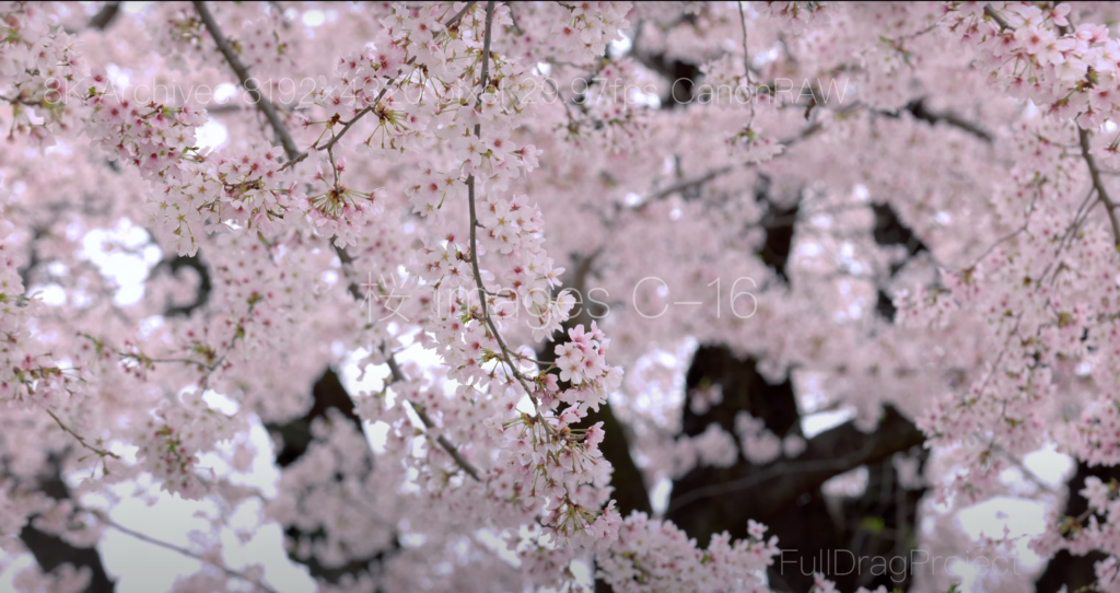 Cherry blossom viewing spots in Japan 桜C-16
