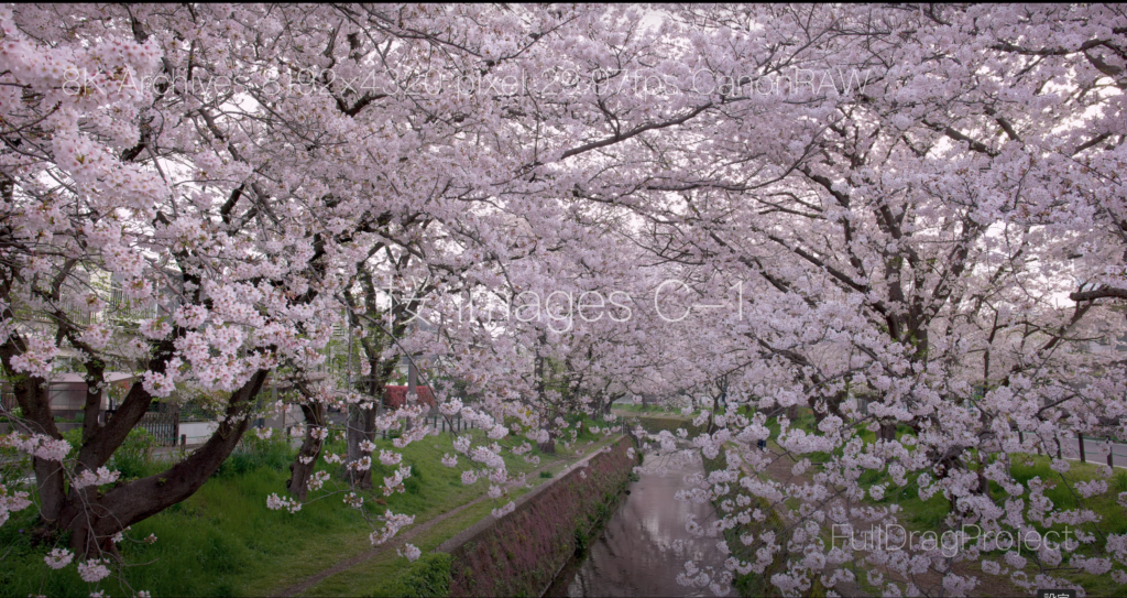 Cherry blossom viewing spots in Japan 桜C-１