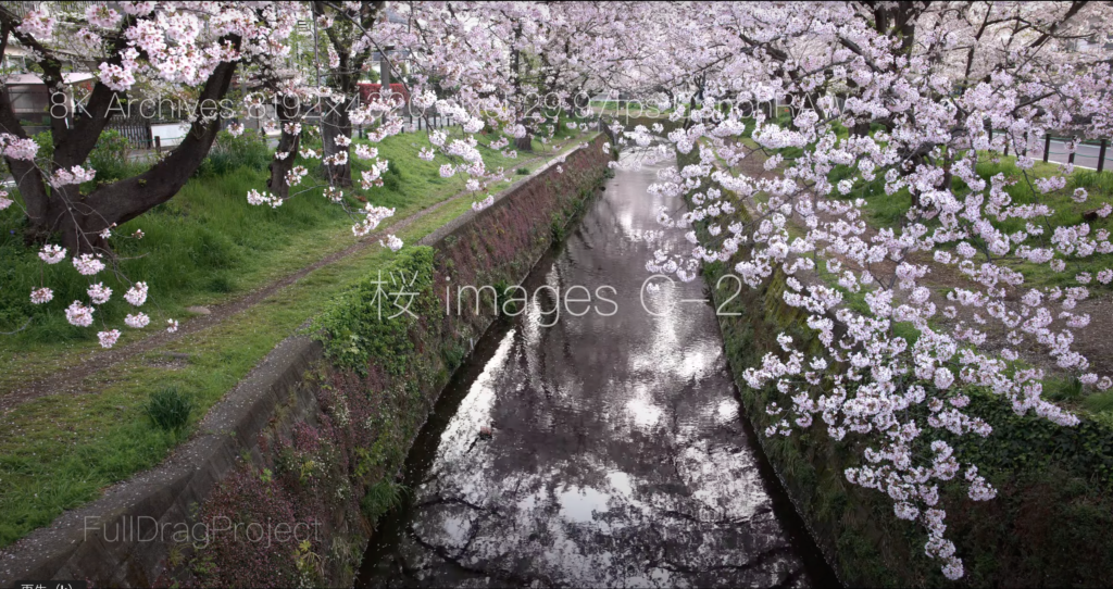 Cherry blossom viewing spots in Japan 桜C-２