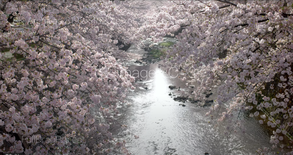 Cherry blossom viewing spots in Japan 桜C-3