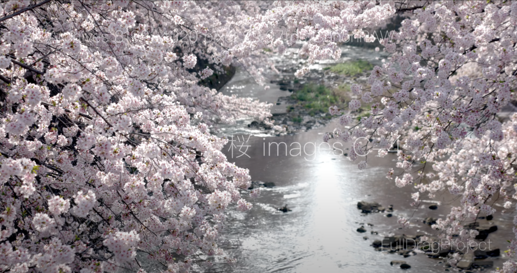 Cherry blossom viewing spots in Japan 桜C-4