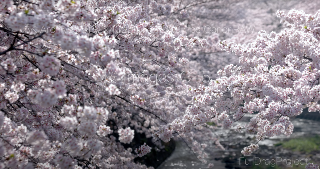 Cherry blossom viewing spots in Japan 桜C-5