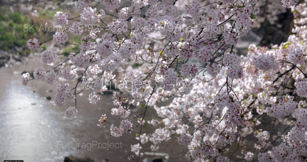 Cherry blossom viewing spots in Japan 桜C-6