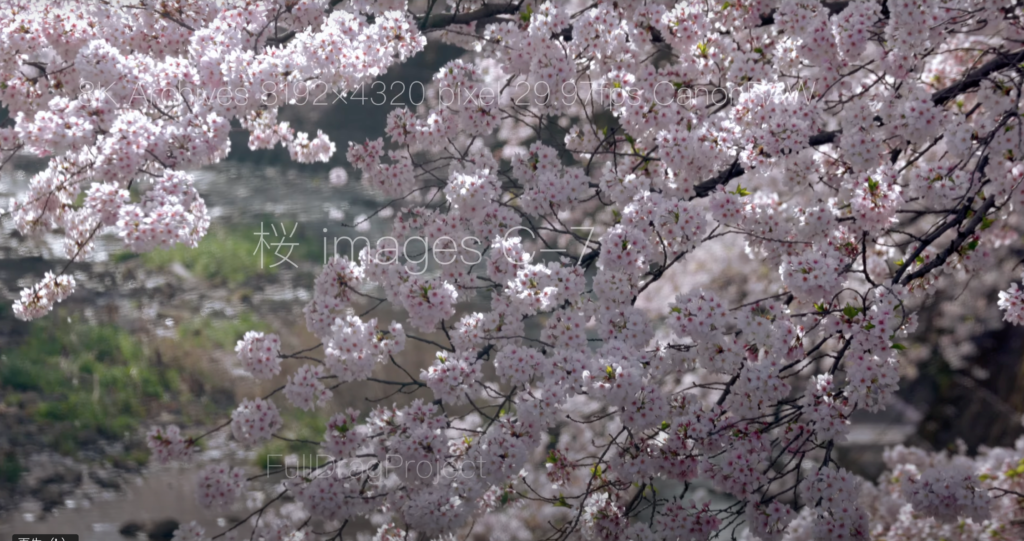 Cherry blossom viewing spots in Japan 桜C-7