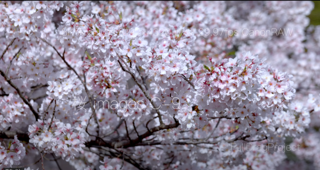 Cherry blossom viewing spots in Japan 桜C-9